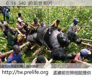 C 16 340 的前世相片