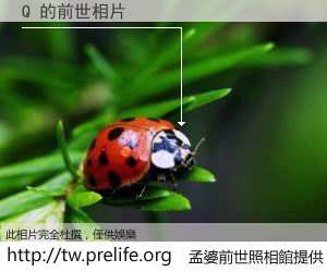 Q 的前世相片