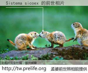 Sistema sicoex 的前世相片