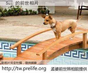 Sui 的前世相片