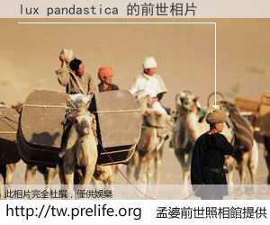 lux pandastica 的前世相片