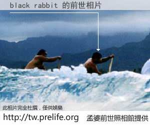 black rabbit 的前世相片