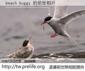 beach buggy 的前世相片