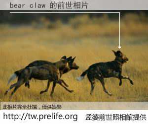 bear claw 的前世相片
