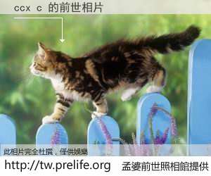 ccx c 的前世相片
