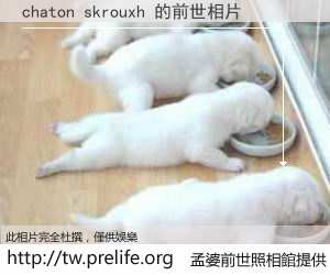 chaton skrouxh 的前世相片