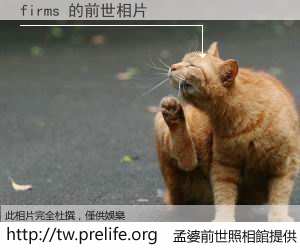 firms 的前世相片