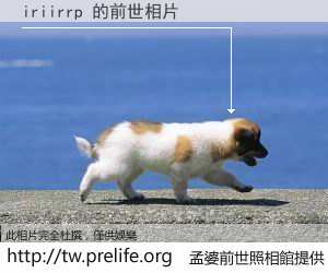 iriirrp 的前世相片