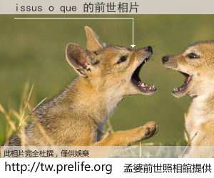 issus o que 的前世相片