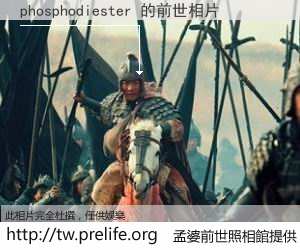 phosphodiester 的前世相片