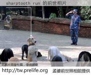 sharptooth run 的前世相片
