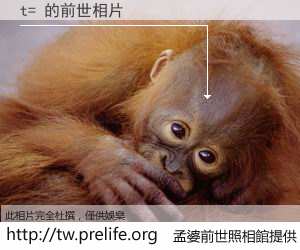 t= 的前世相片