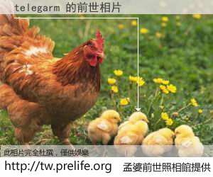 telegarm 的前世相片