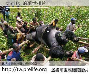 thrift 的前世相片