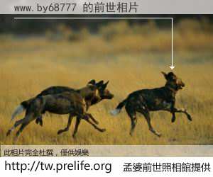 www.by68777 的前世相片