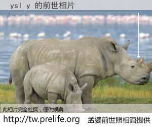 ysl y 的前世相片