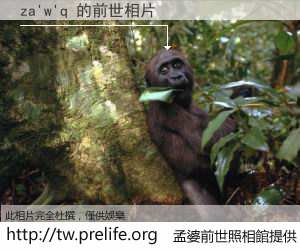 za'w'q 的前世相片