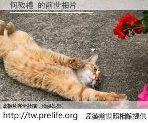 何敦禮 的前世相片