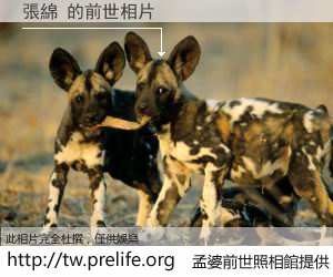 張綿 的前世相片