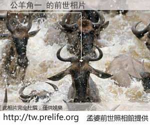 公羊角一 的前世相片