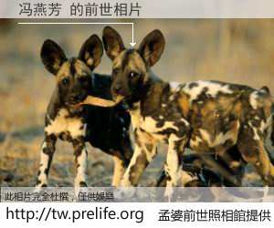 冯燕芳 的前世相片