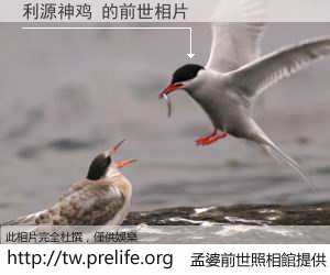 利源神鸡 的前世相片