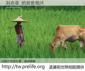 刘亦菲 的前世相片
