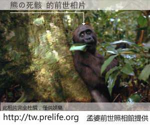 熊の死骸 的前世相片