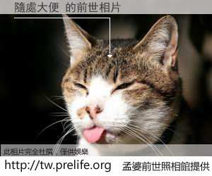 隨處大便 的前世相片