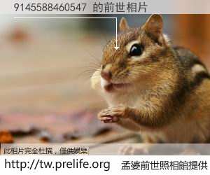 9145588460547 的前世相片