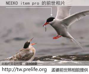 NEEKO item pro 的前世相片