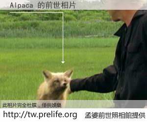 Alpaca 的前世相片