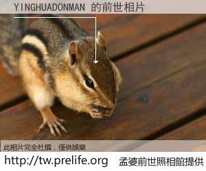 YINGHUADONMAN 的前世相片