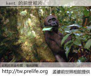 kent 的前世相片