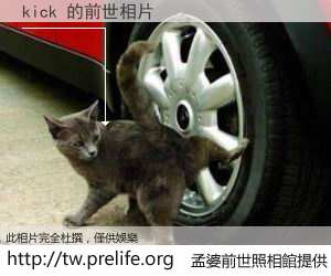 kick 的前世相片