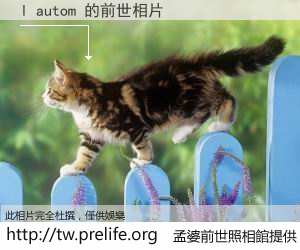 l autom 的前世相片