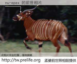 nu-epex 的前世相片