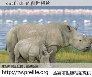 catfish 的前世相片