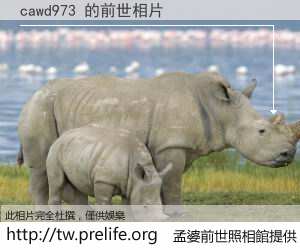 cawd973 的前世相片