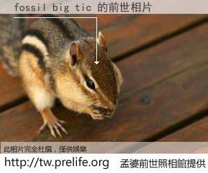 fossil big tic 的前世相片