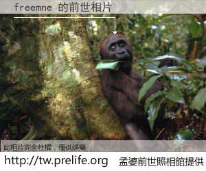freemne 的前世相片