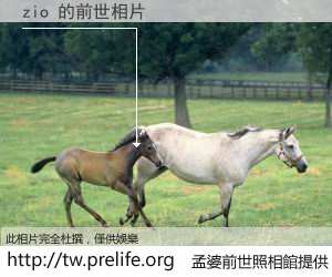 zio 的前世相片
