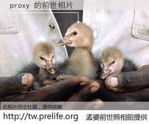proxy 的前世相片