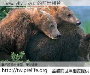 www.yhyl.xyz 的前世相片