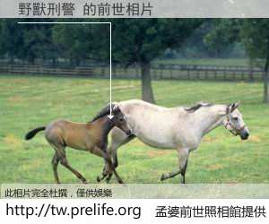 野獸刑警 的前世相片