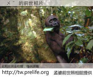 ㄨˉ 的前世相片