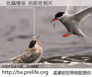 仇竊傻佞 的前世相片