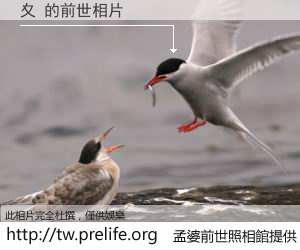 夊 的前世相片