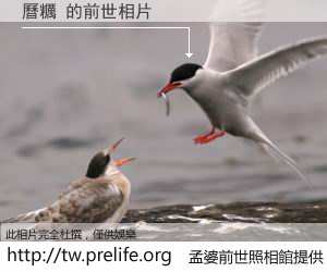 曆糲 的前世相片