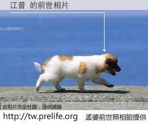 江普 的前世相片